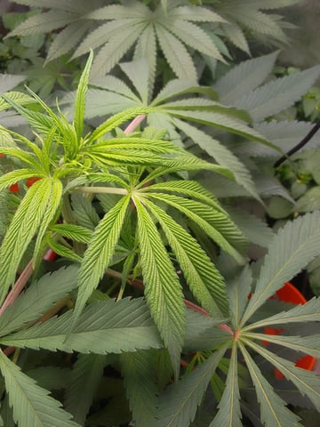 blue dream bag seed — vegetative, day 43