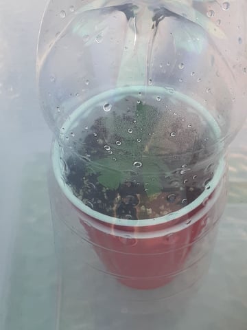 Sub Zero#12 Photoperiod Grow — seedling_rooting, day 82