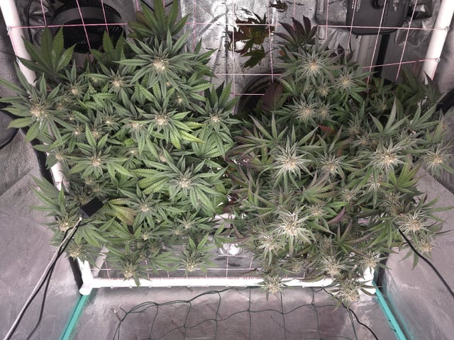 Granny Candy and PLCG — flower, day 116