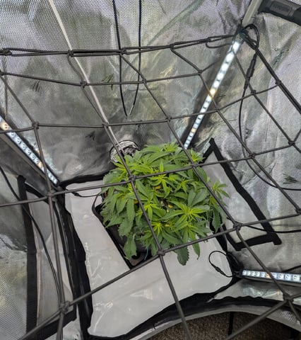 C99 CloneWars! — vegetative, day 17