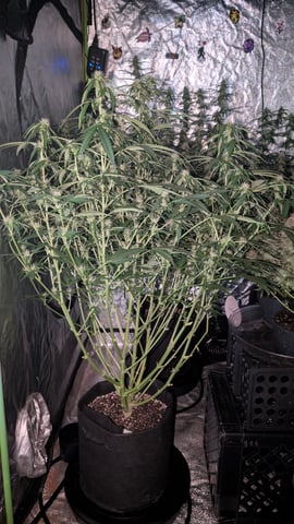 Strawberry Cheesecake Seedsman Seeds Autoflowers x2 — flower, day 62