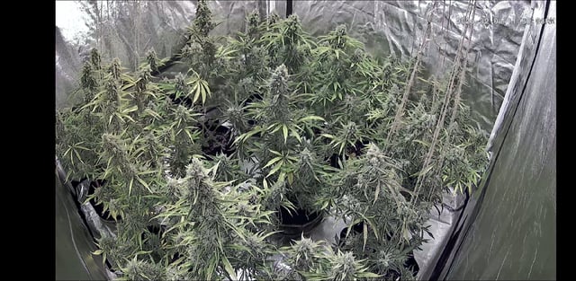 3rd Auto Grow — flower, day 99