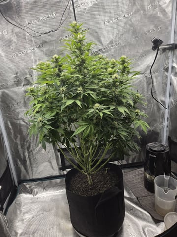 Super Skunk Auto  — flower, day 22