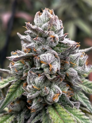 Pink Passion Fruit — flower, day 107