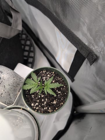 grow 2  — germination, day 5