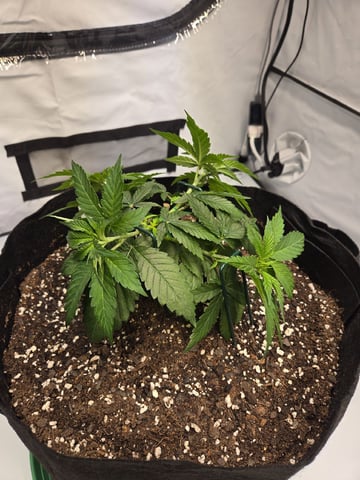 Zoap & Mimosa x OrangePunch — vegetative, day 36