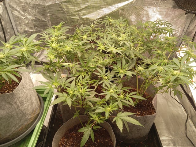 Blueberry critical kush x purple peyote wifi  and one L.a kush cake . — seedling_rooting, day 9