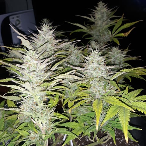 Next Attempt  — flower, day 70