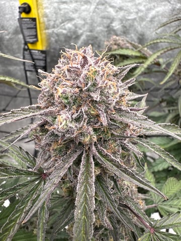 Grow Shed Grow #1 — flower, day 72