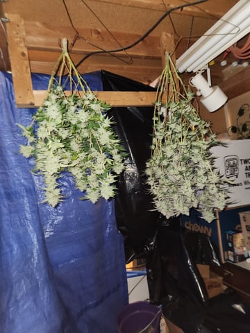 Fat Matt's 1st grow — harvest, day 37