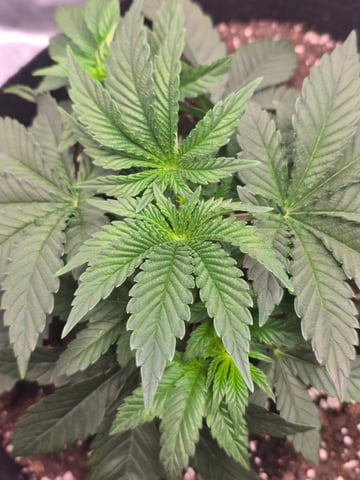 Northern lights #10 (Alaska) — vegetative, day 20