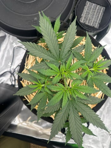 Pine (Auto) 2025 - 0 — vegetative, day 34