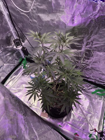 Kalini Asia Auto  — flower, day 15