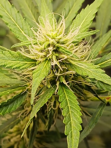 black gorilla feminized  — flower, day 29