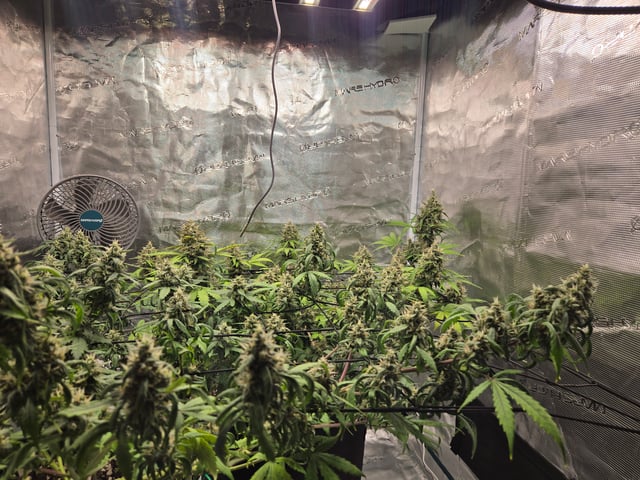 3rd Grow 3x3 tent — flower, day 73