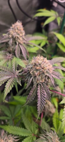 Looking for advice! — flower, day 86