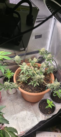 Alaskan bananaberry auto — flower, day 55