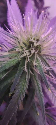 train wreck — flower, day 60