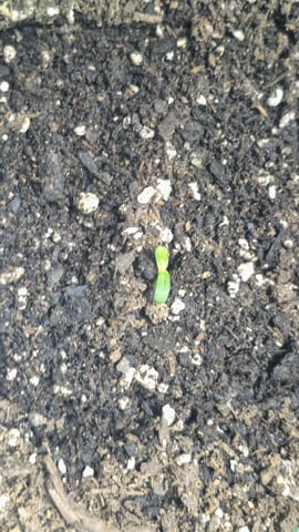 Gorilla Purple Punch 5/13 — germination, day 1