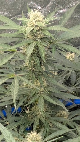 Mixed Grow — grow_setup, day 53