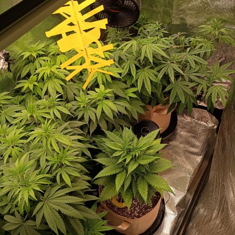 TentPlantLightFan — vegetative, day 70