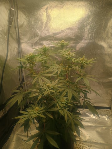 lil Slurry, first grow — flower, day 73