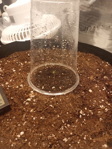 White Widow XXL Auto — seedling_rooting, day 4