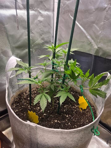 Looking for advice! — vegetative, day 28