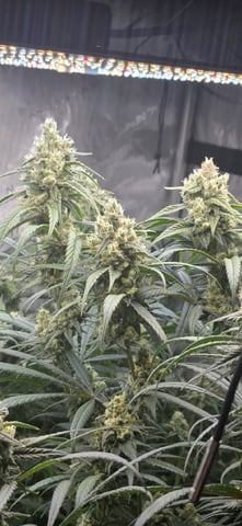 strawberry guava bx — flower, day 13