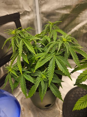 3 bears auto flower  — flower, day 29