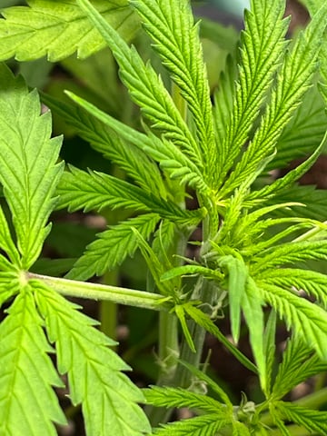 Lavender and Anesthesia Auto — flower, day 55