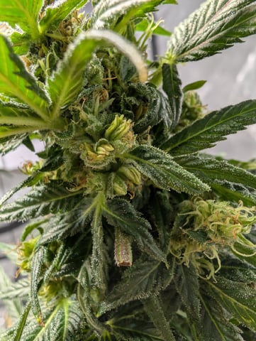 Black African Magic feminization 