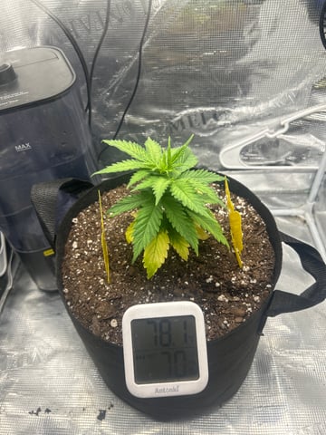 2nd Run — vegetative, day 29