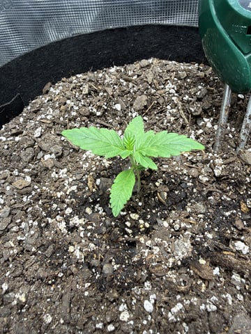 Gorilla Cookies 2nd Try