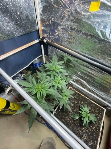 CHEESE AUTO ZEN Seeds — flower, day 39