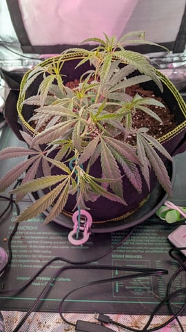 Dolly — vegetative, day 15