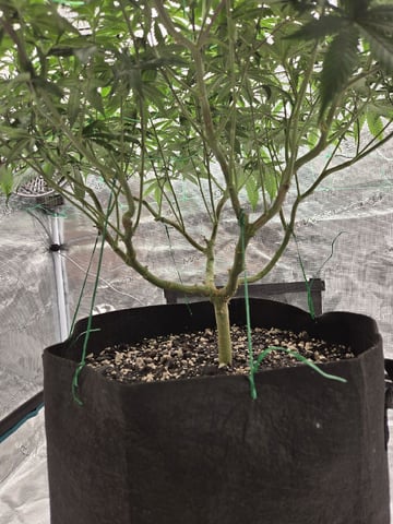 Insane OG — flower, day 85