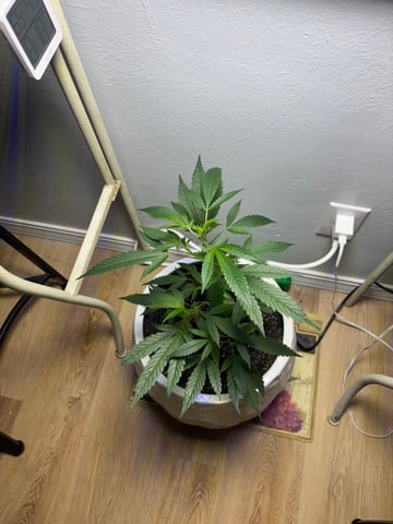 Triple Cake  — vegetative, day 9