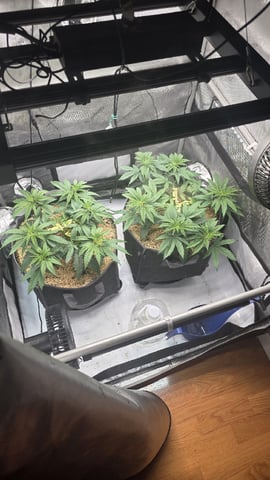 Strawberry Sugar  — vegetative, day 43