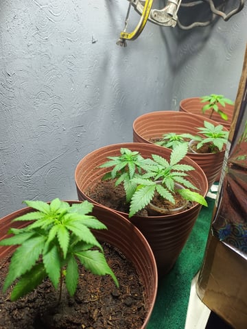 Indoor 🇲🇽 — seedling_rooting, day 18