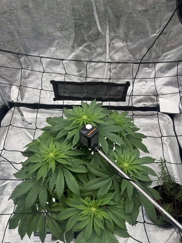 2025-26 harvest INDOOR — flower, day 101