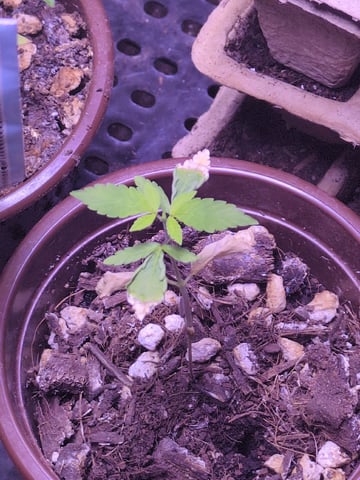 Audrey III — seedling_rooting, day 25