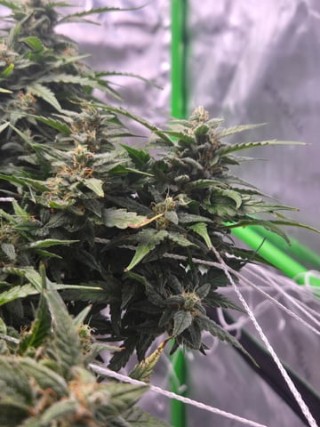 Fastbuds Autoflower Run — flower, day 79