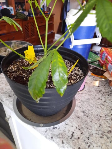 Blackberry kush — vegetative, day 52