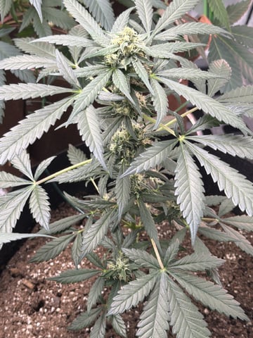 First Grow – Learning Every Day — vegetative, day 49