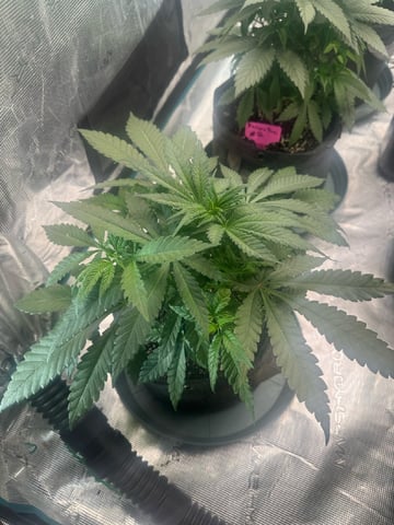  Amnesia Haze — vegetative, day 24