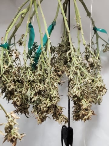 Banana Purple Punch & Rainbow Showers — harvest, day 103