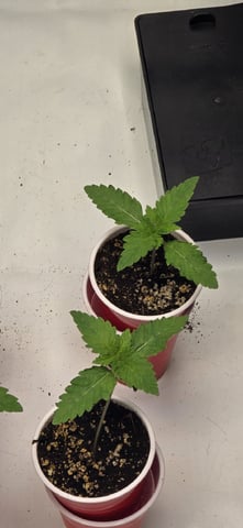 Maple Nectar  — seedling_rooting, day 14