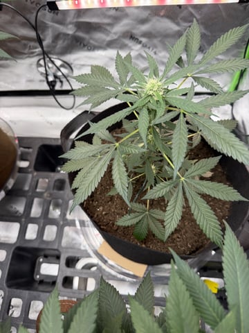 First Grow – Learning Every Day — vegetative, day 41