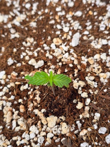 Green Gelato Auto — seedling_rooting, day 4